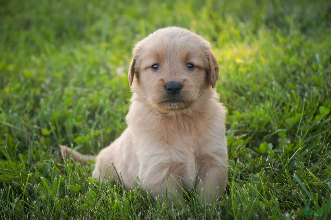 Golden Retriever dogs for sale: Amy Golden Retriever  - Ad 1