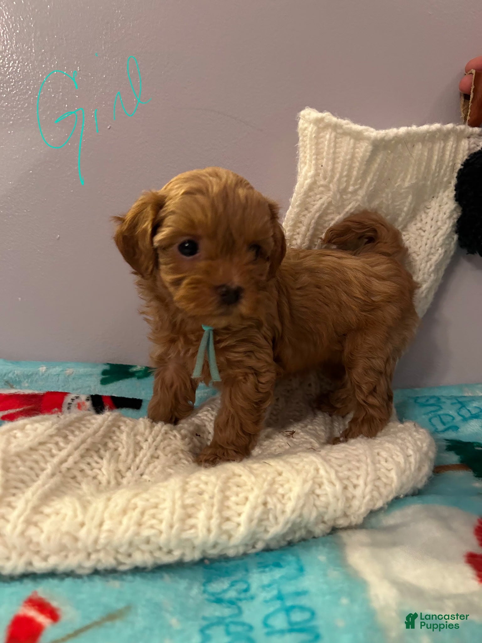 Havapoo dogs Havapoo Puppy 4 - Ad 29