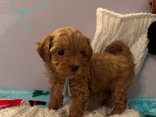 Havapoo dogs Havapoo Puppy 4 - Ad 31