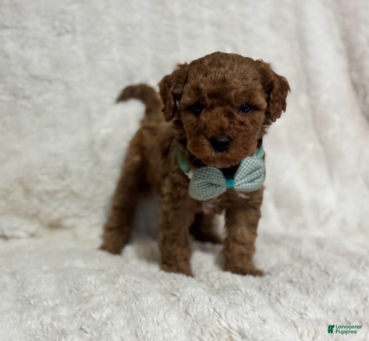 Cavapoo dogs for sale: Riley - Ad 38