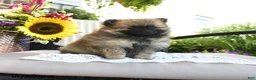 Pomeranian dogs for sale: Trina - Ad 3