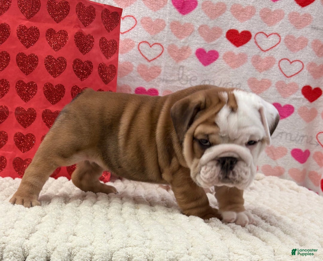 English Bulldog dogs for sale: Tammy - Ad 4