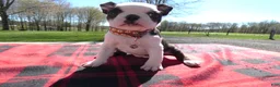 Boston Terrier dogs for sale: Boston Terrier Puppy 8 Molly - Ad 2