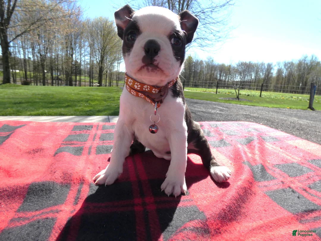 Boston Terrier dogs for sale: Boston Terrier Puppy 8 Molly - Ad 2