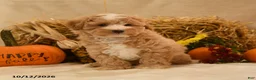 Maltipoo dogs for sale: Jubal - Ad 5