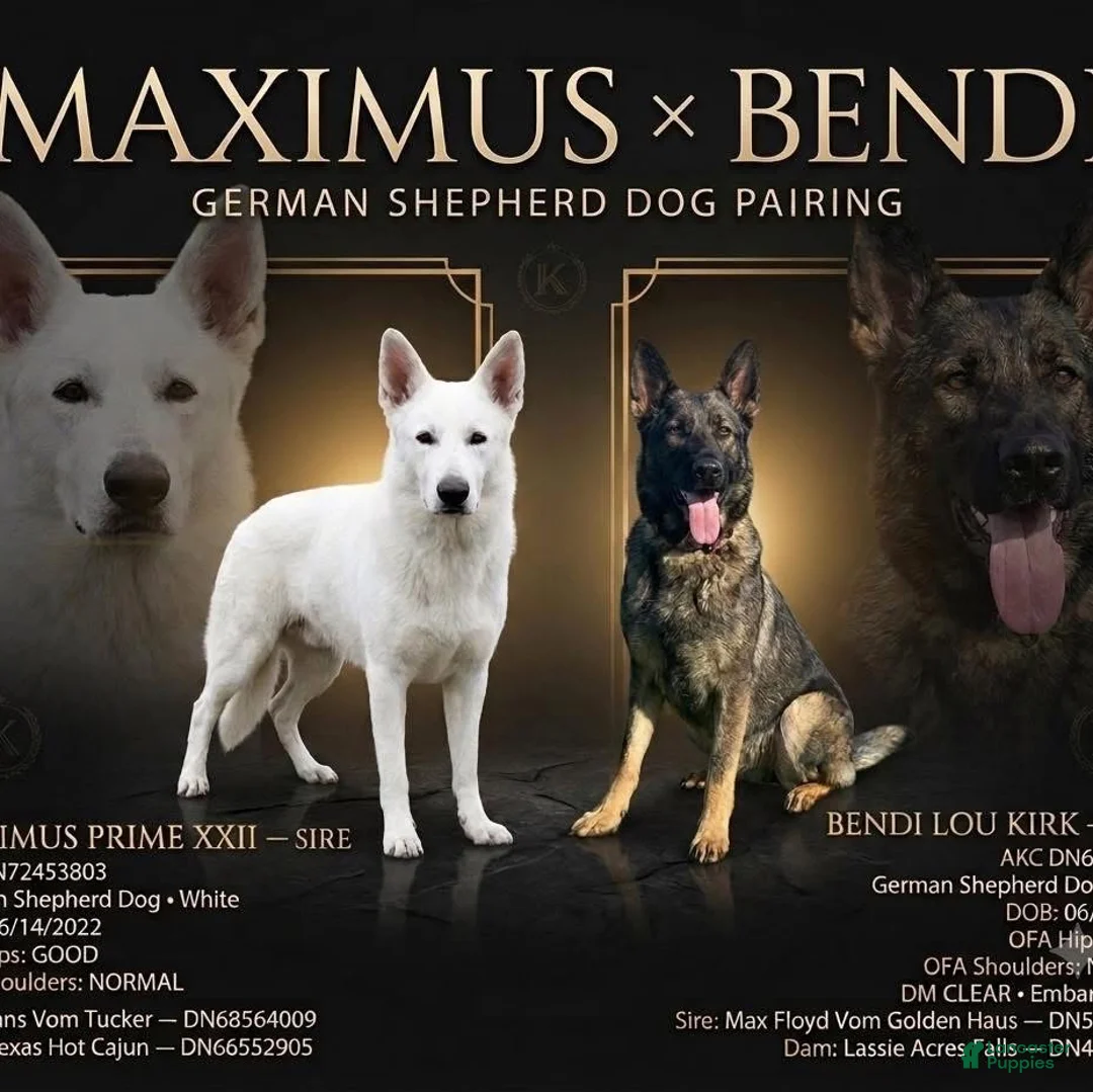 German Shepherd dogs for sale: Peter - Ad 17