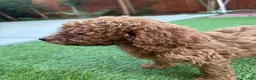 Standard Poodle dogs for sale: Daisy - Ad 9