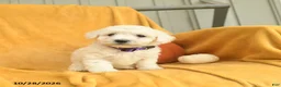 Bichon Frise dogs for sale: Harlow  - Ad 5