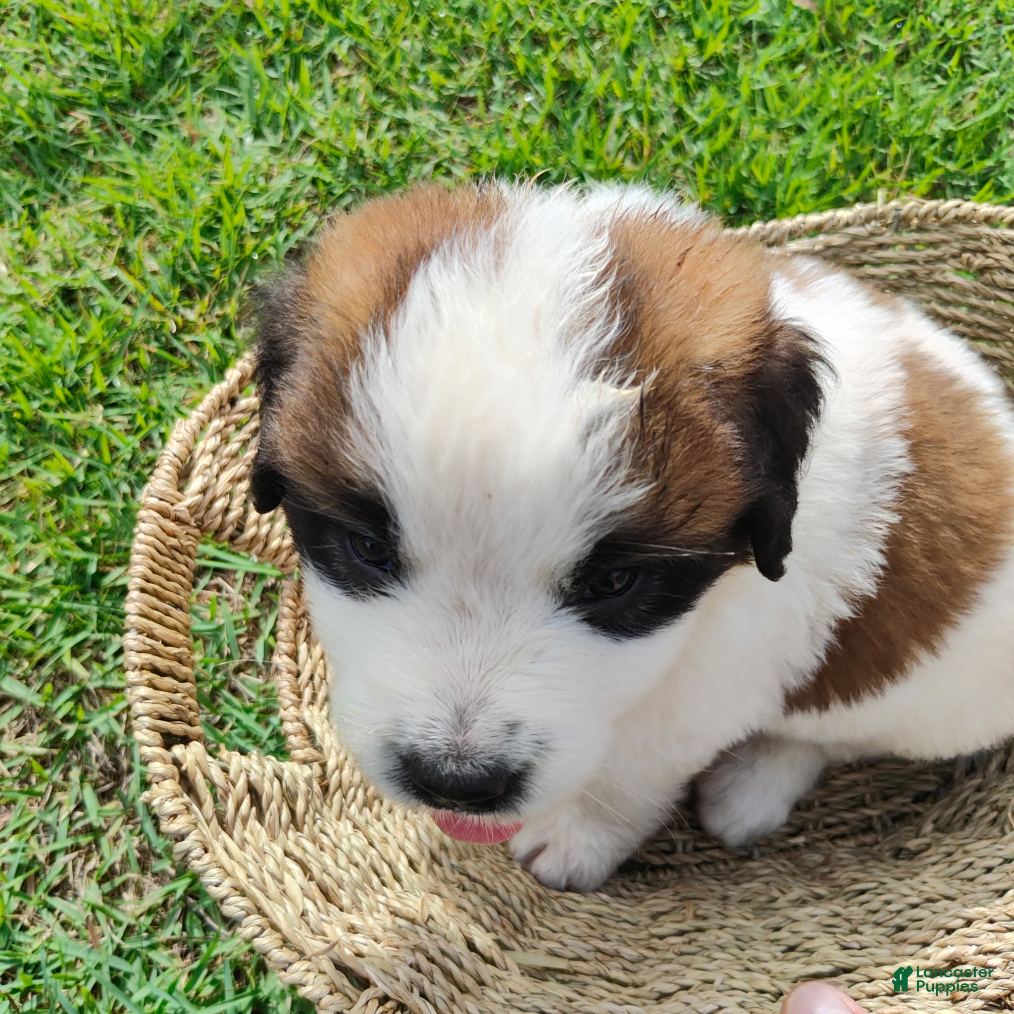 Mixed Breed dogs for sale: Saint Bernard Pyrenees mix Puppy 2 - Ad 1