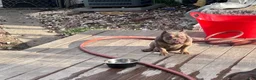 American Bully dogs for sale: Pinky - Ad 5