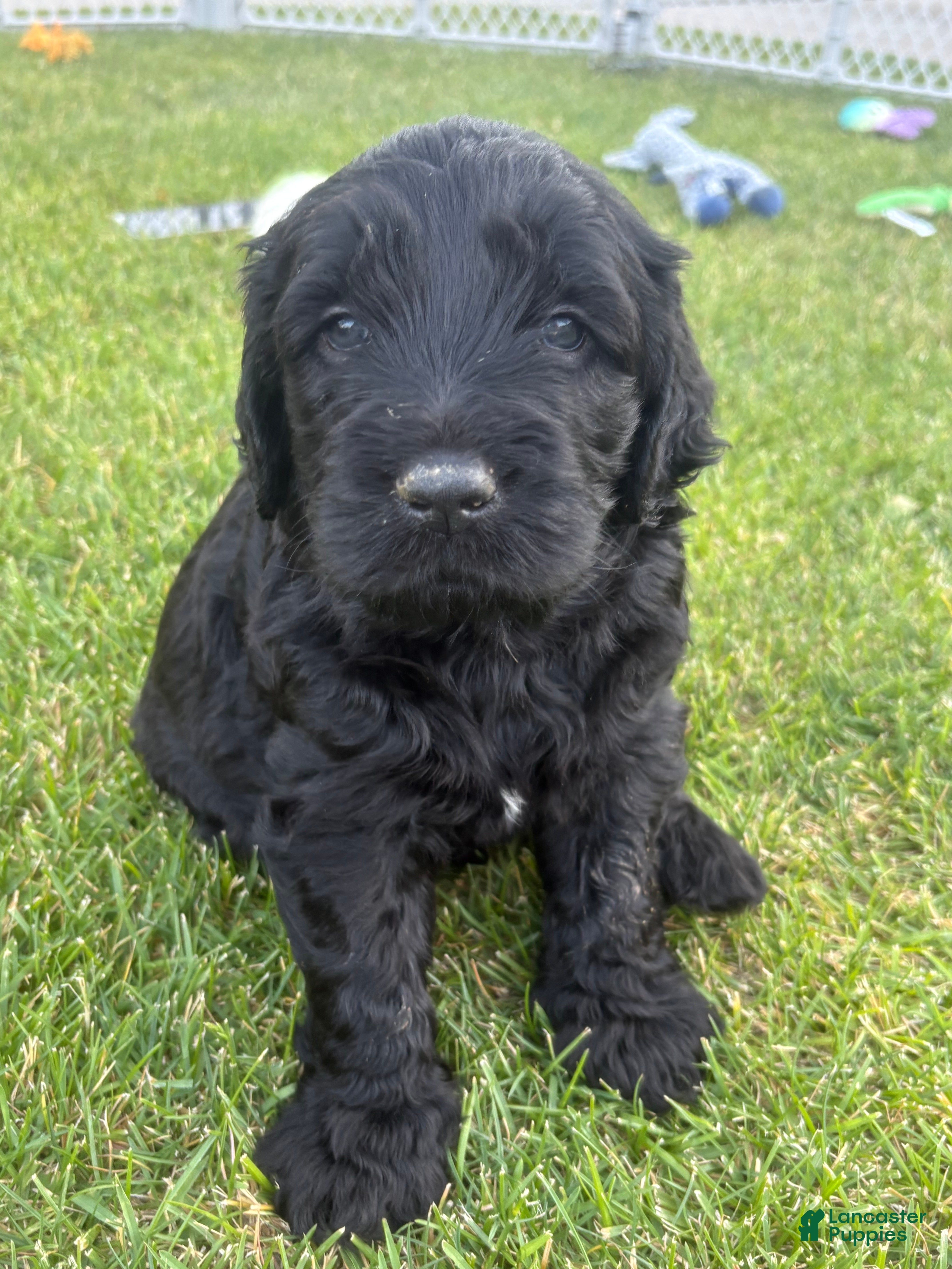 Goldendoodle dogs for sale: Jet - Ad 3