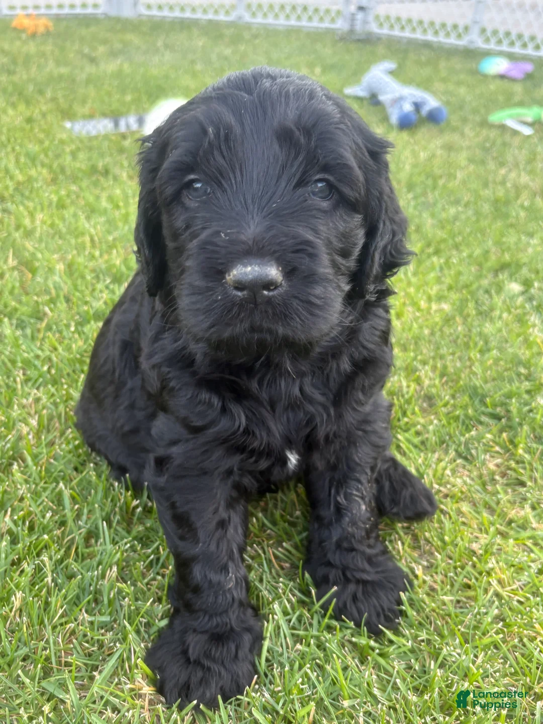 Goldendoodle dogs for sale: Jet - Ad 1