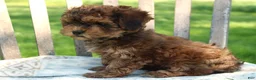 Havapoo dogs for sale: Tiny - Ad 4