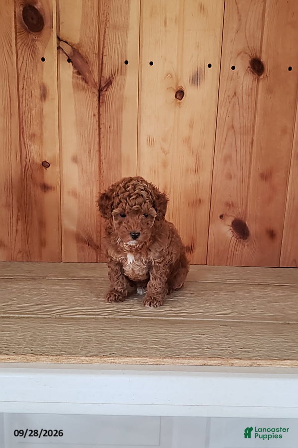 Toy Poodle dogs for sale: Polly - Ad 2