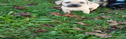 Mixed Breed dogs for sale: Blacknose Male 3 - Ad 4