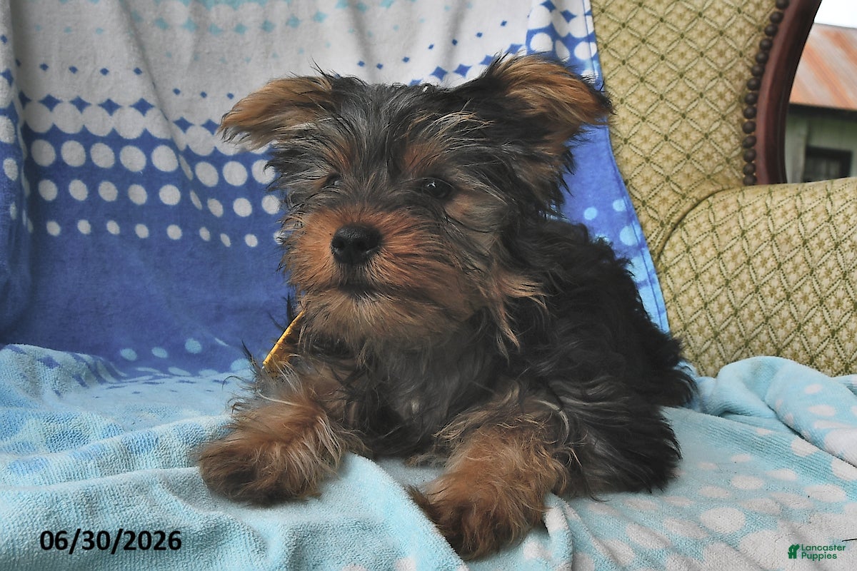 Yorkshire Terrier dogs Eenie - Ad 1