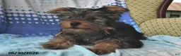 Yorkshire Terrier dogs for sale: Eenie - Ad 2