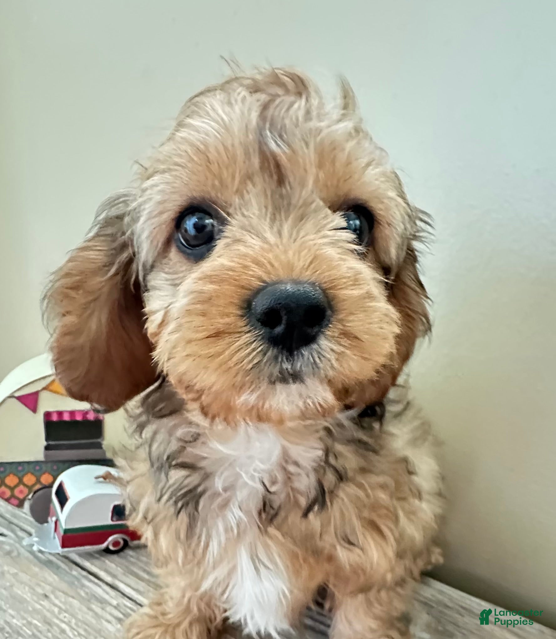 Cavapoo dogs Annie  - Ad 2