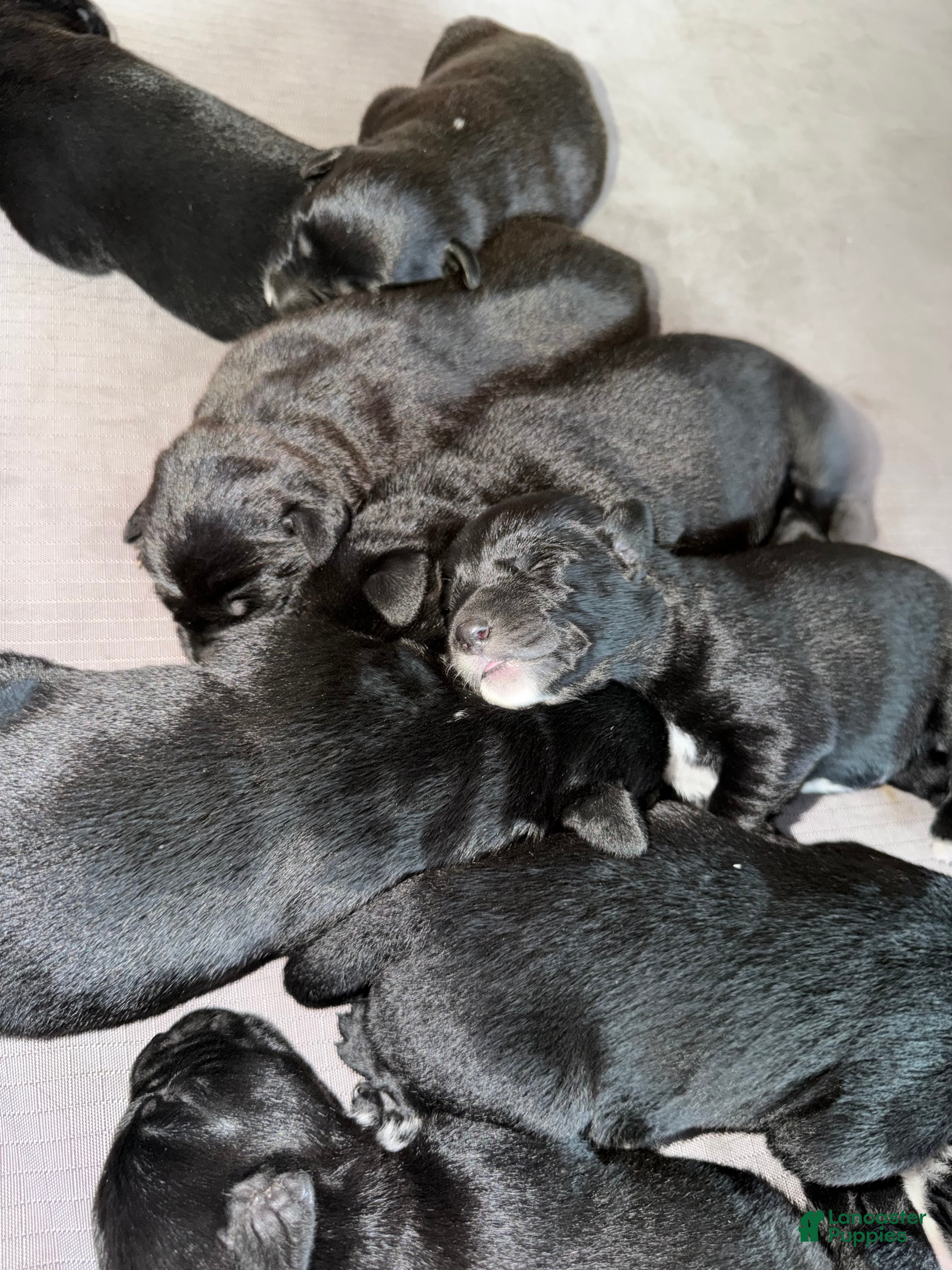 Mixed Breed dogs Mixed Breed 2 - Ad 1