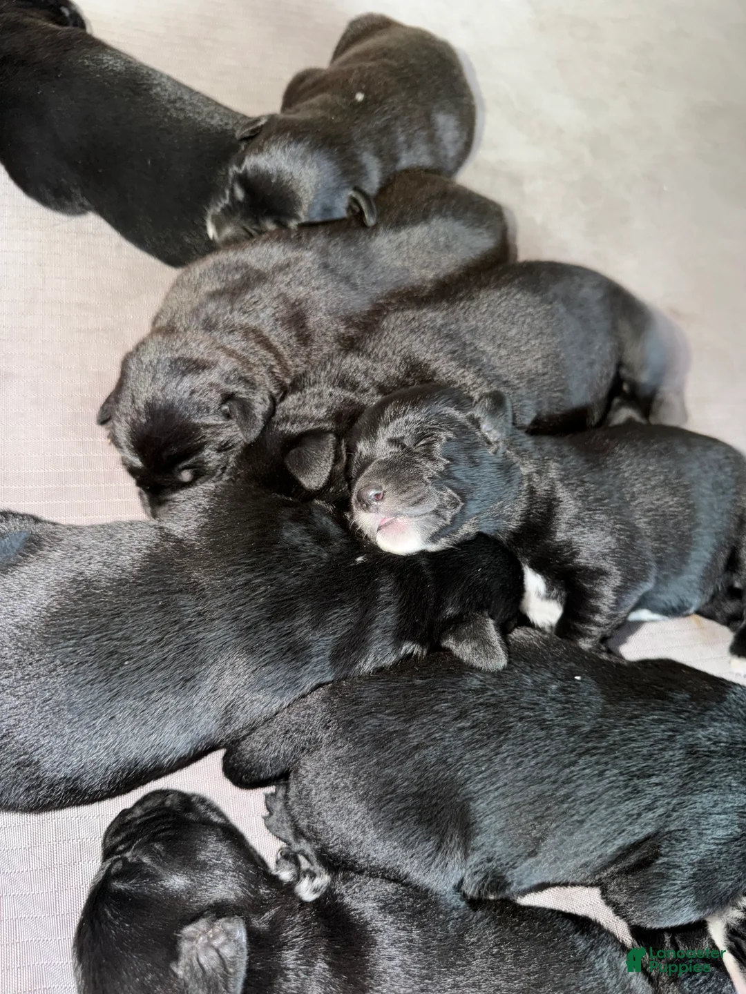 Mixed Breed dogs for sale: Mixed Breed 2 - Ad 1
