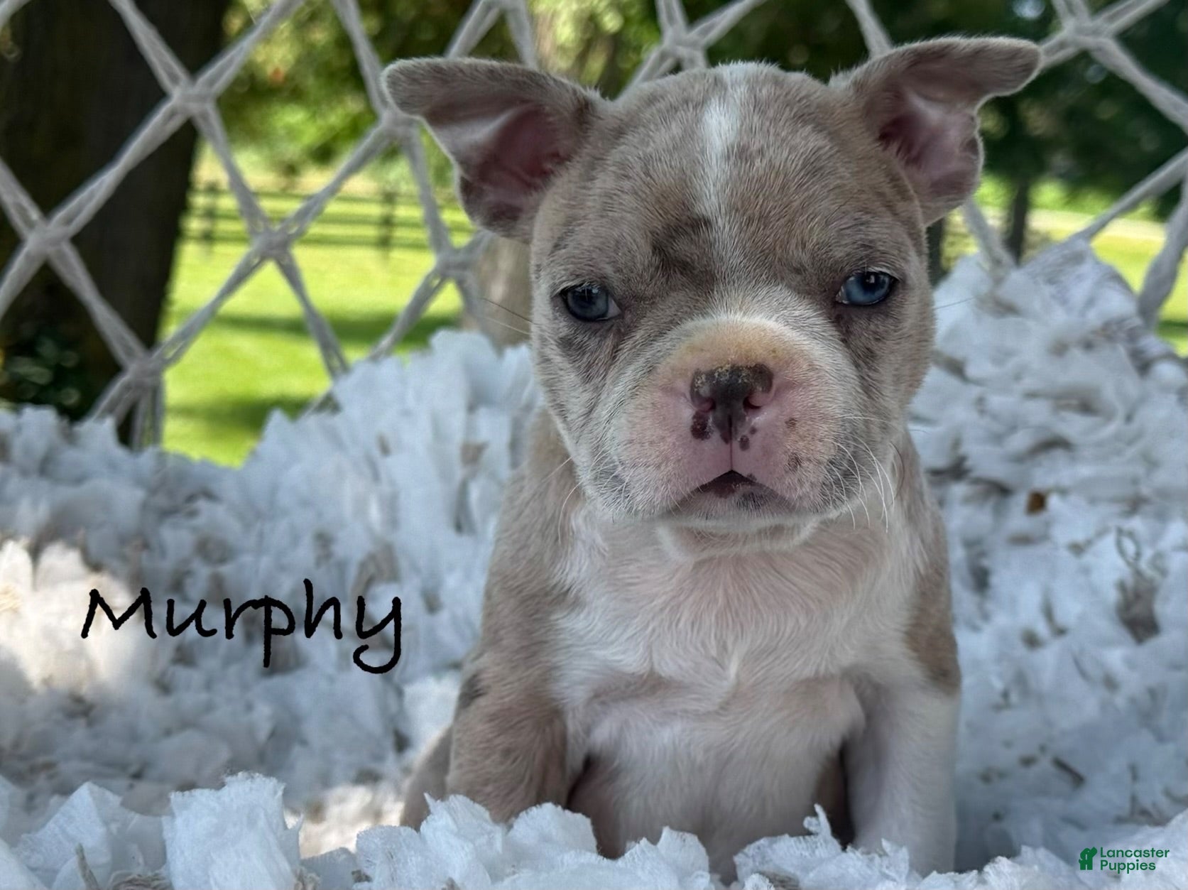 Boston Terrier dogs Murphy  - Ad 1
