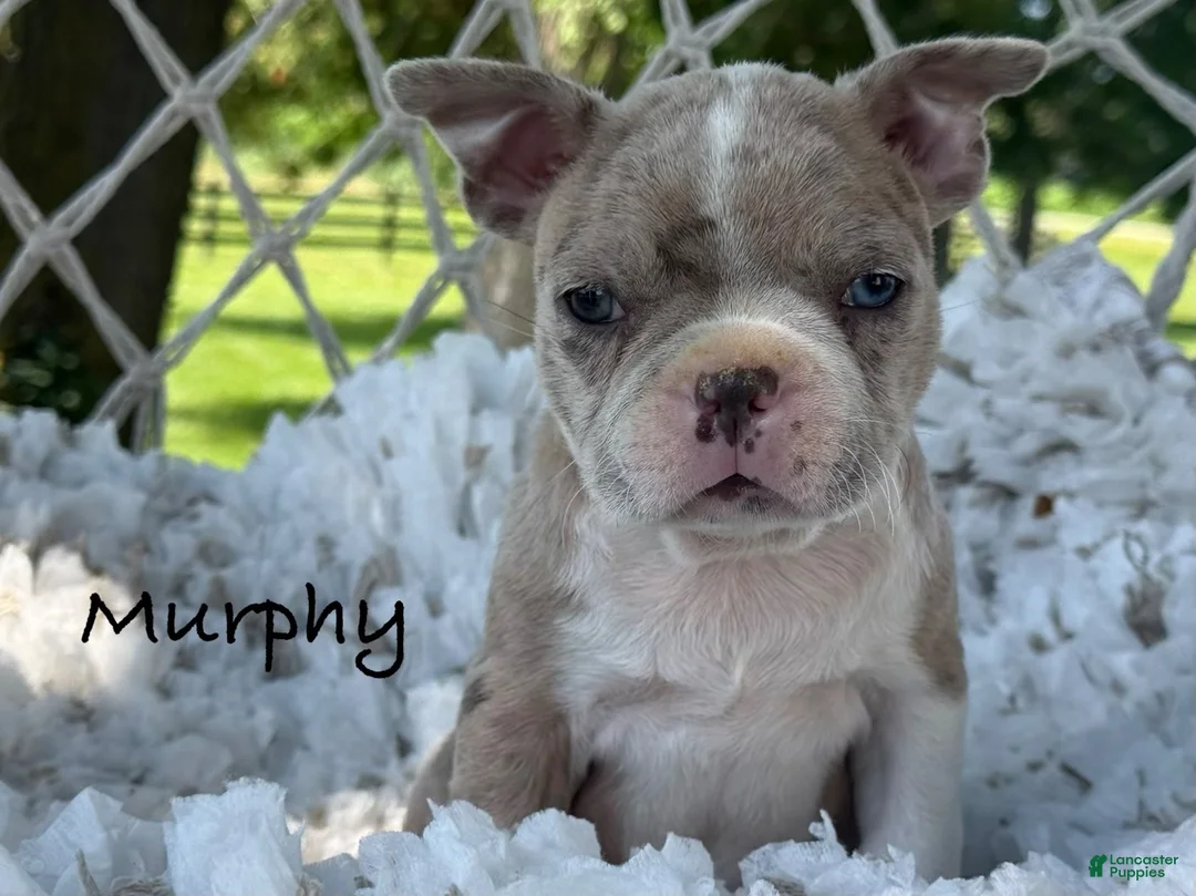 Boston Terrier dogs for sale: Murphy  - Ad 1