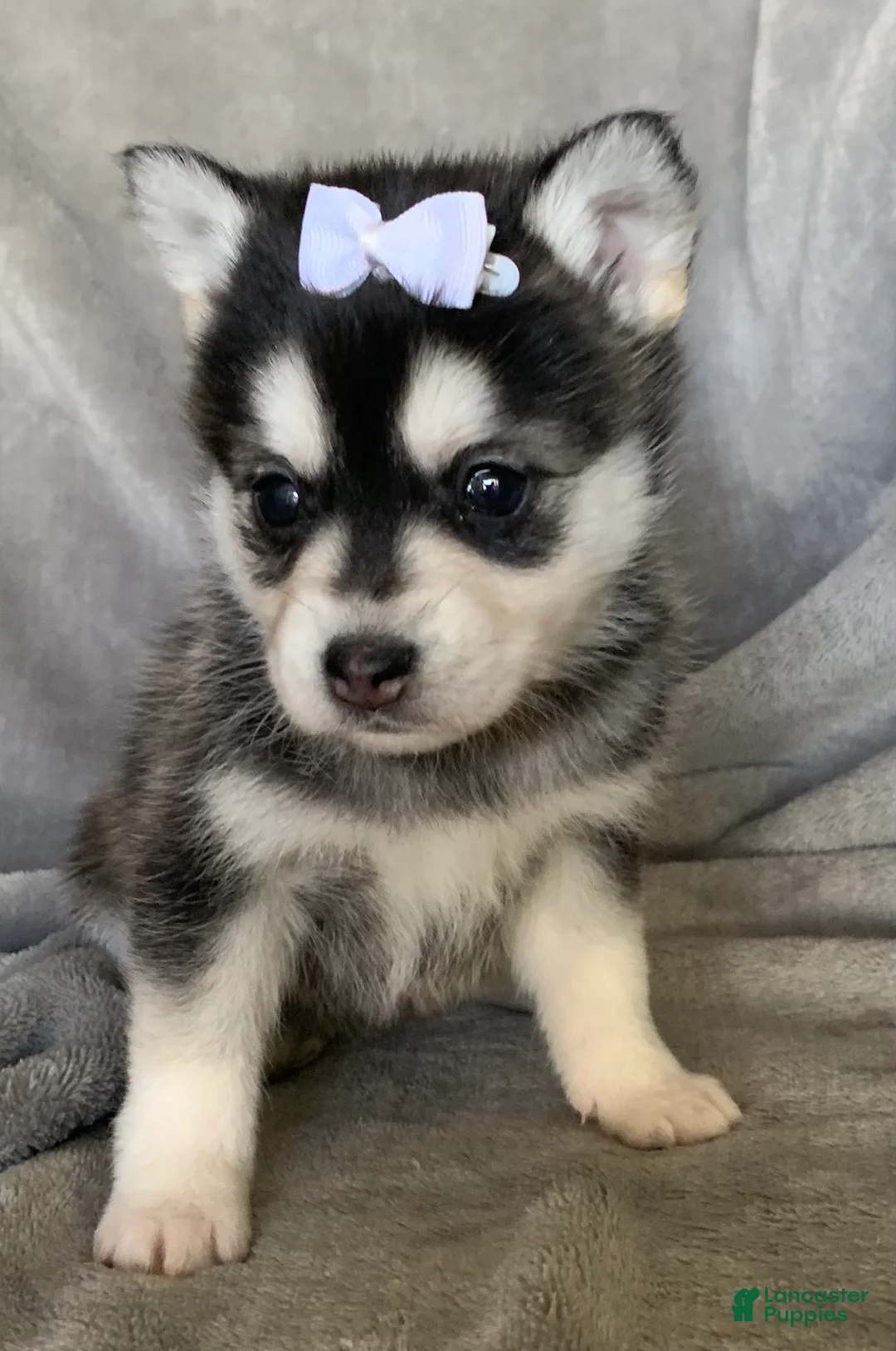 Alaskan Klee Kai dogs for sale: Petite Toy Husky~ Amazing Petunia~!!! - Ad 5