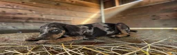 Catahoula Leopard Dog dogs for sale: Tigger 2026 Male 1 - Ad 20