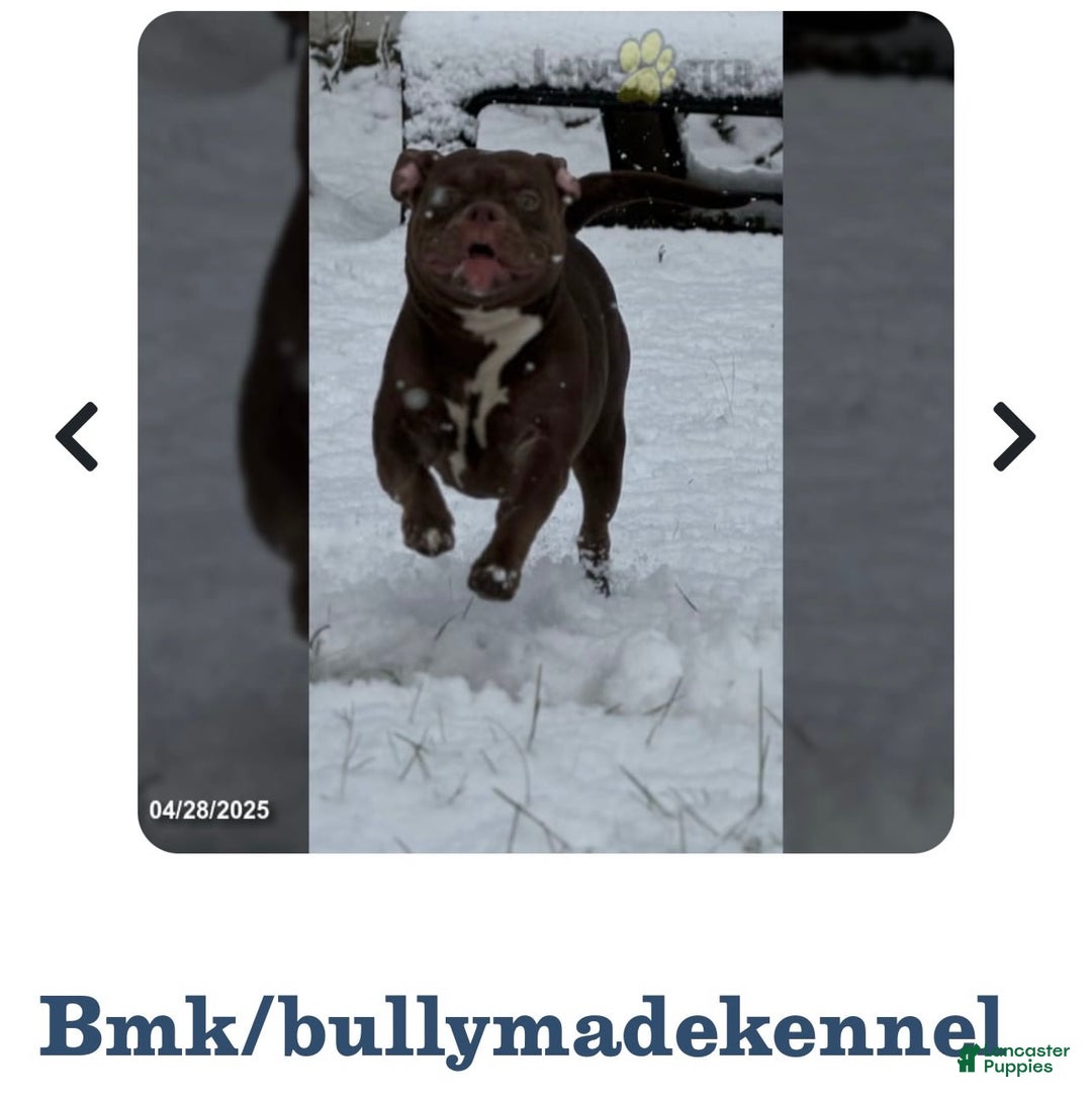 American Bully dogs for sale: Dior - Ad 9