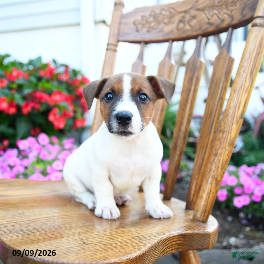 Jack Russell Terrier dogs Fudge  - Ad 1
