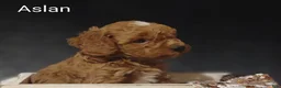 Cavapoo dogs for sale: Cavapoo F1b 8 Aslan - Ad 15