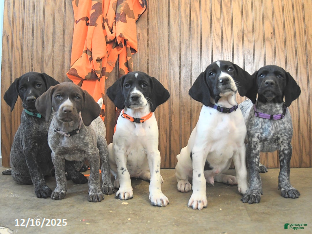 German Shorthaired Pointer dogs for sale: Dakota - Ad 5