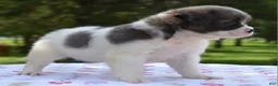 Mixed Breed dogs for sale: Zoey blue pied fluffy  - Ad 4