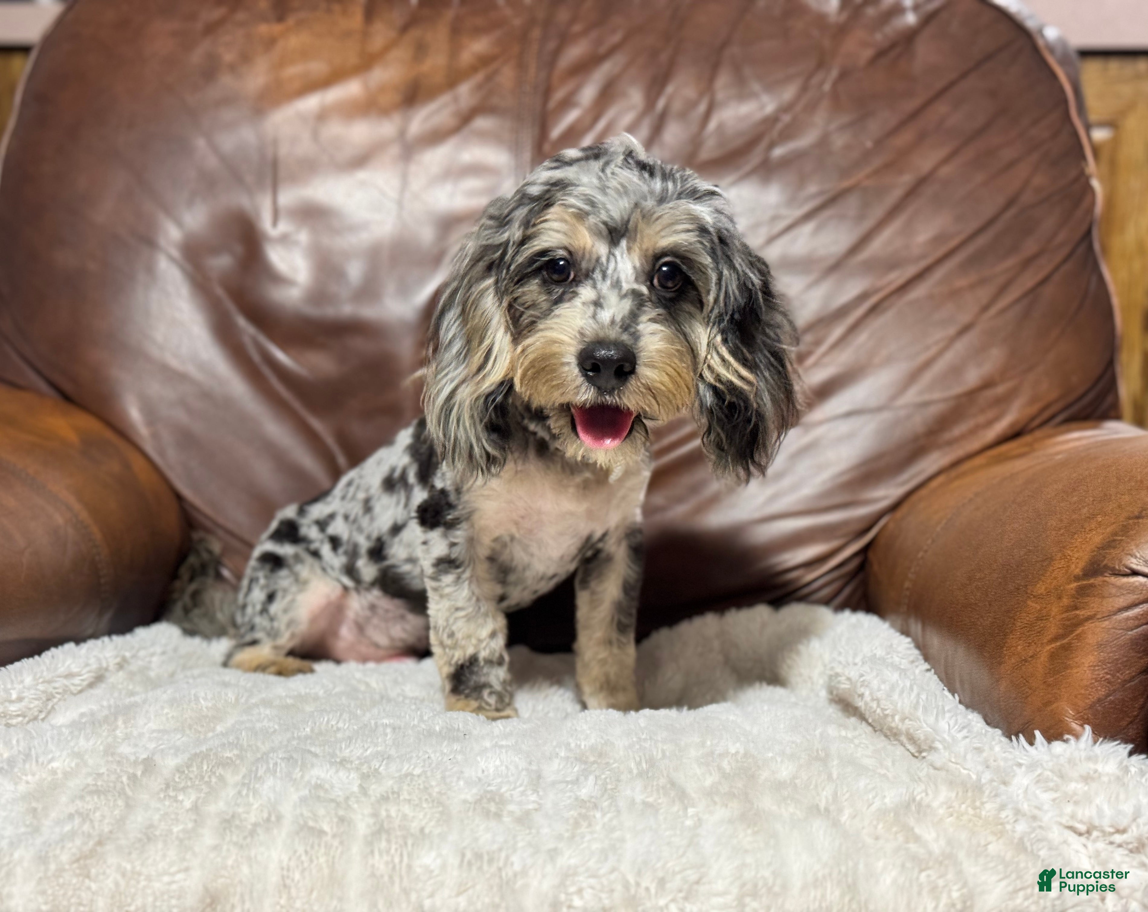 Cavapoo dogs Shadow - Ad 35