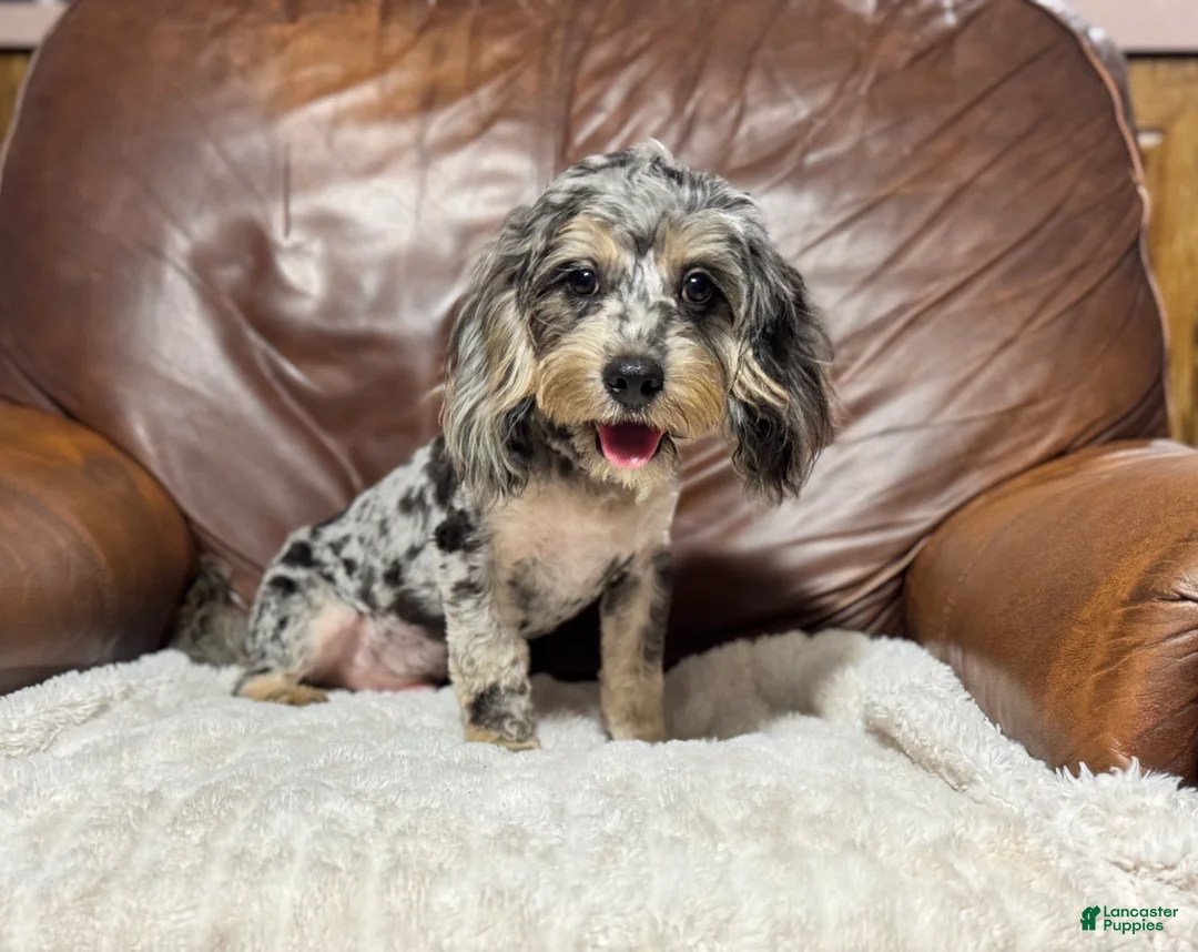Cavapoo dogs for sale: Shadow - Ad 1