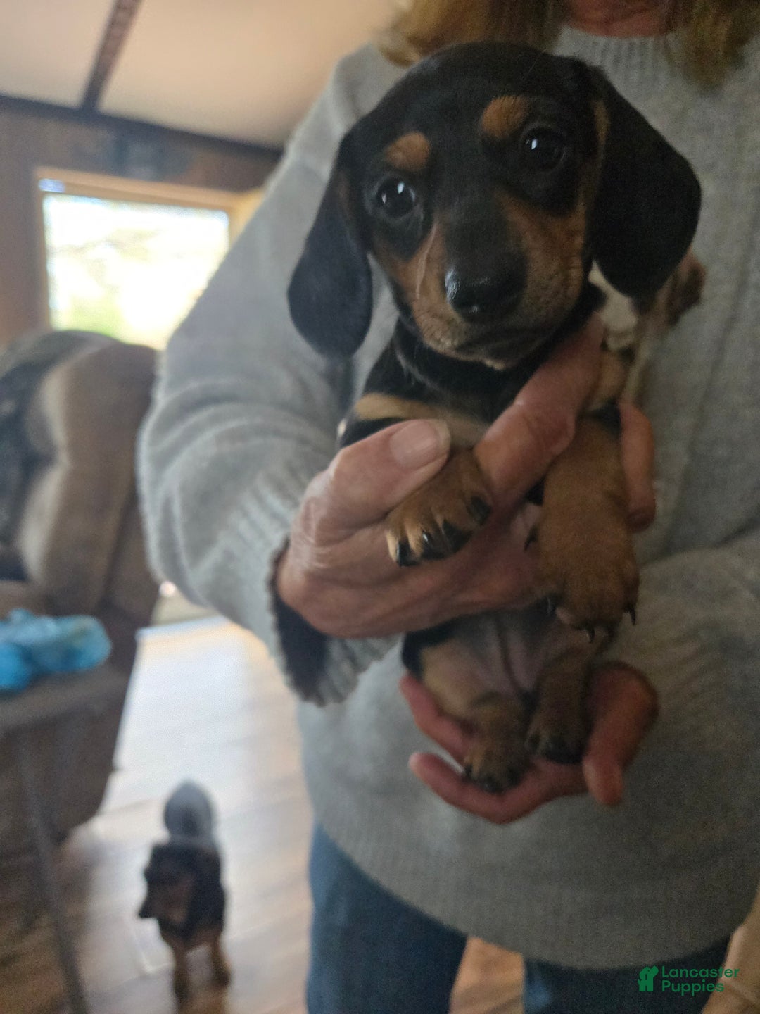 Dachshund dogs for sale: Dachshund Puppy 5 - Ad 2