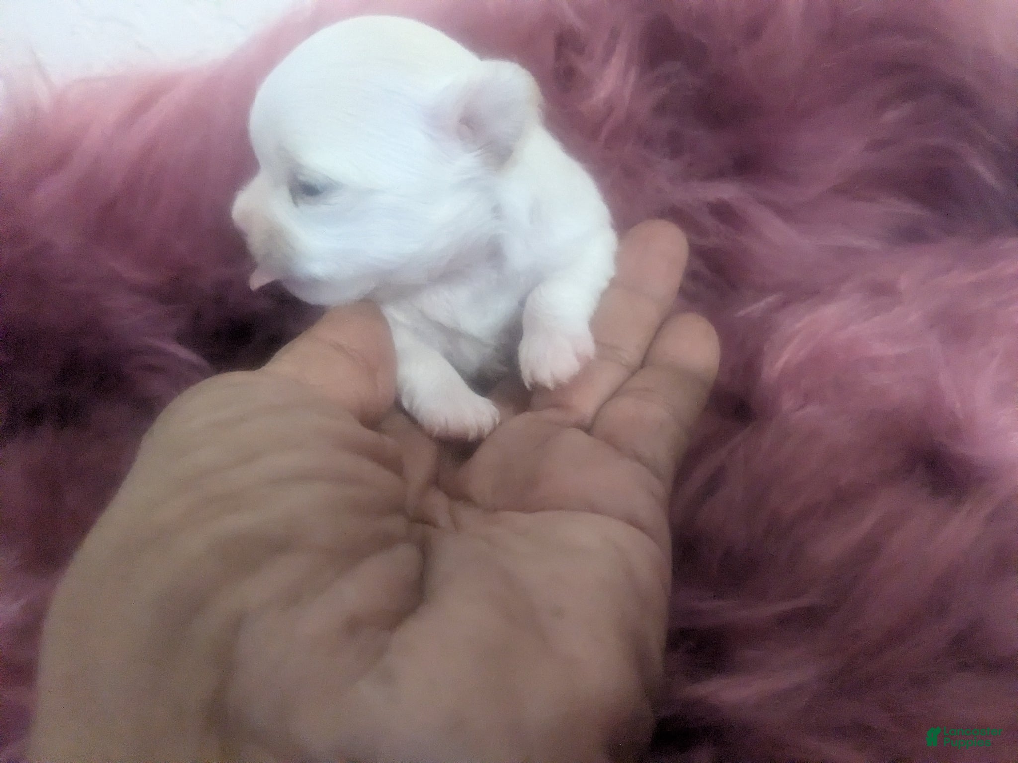 Chihuahua dogs Diamond Tiny Apple Head Female  - Ad 10