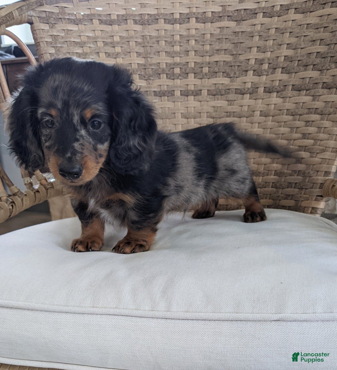 Miniature Dachshund dogs for sale: Frankie  - Ad 11