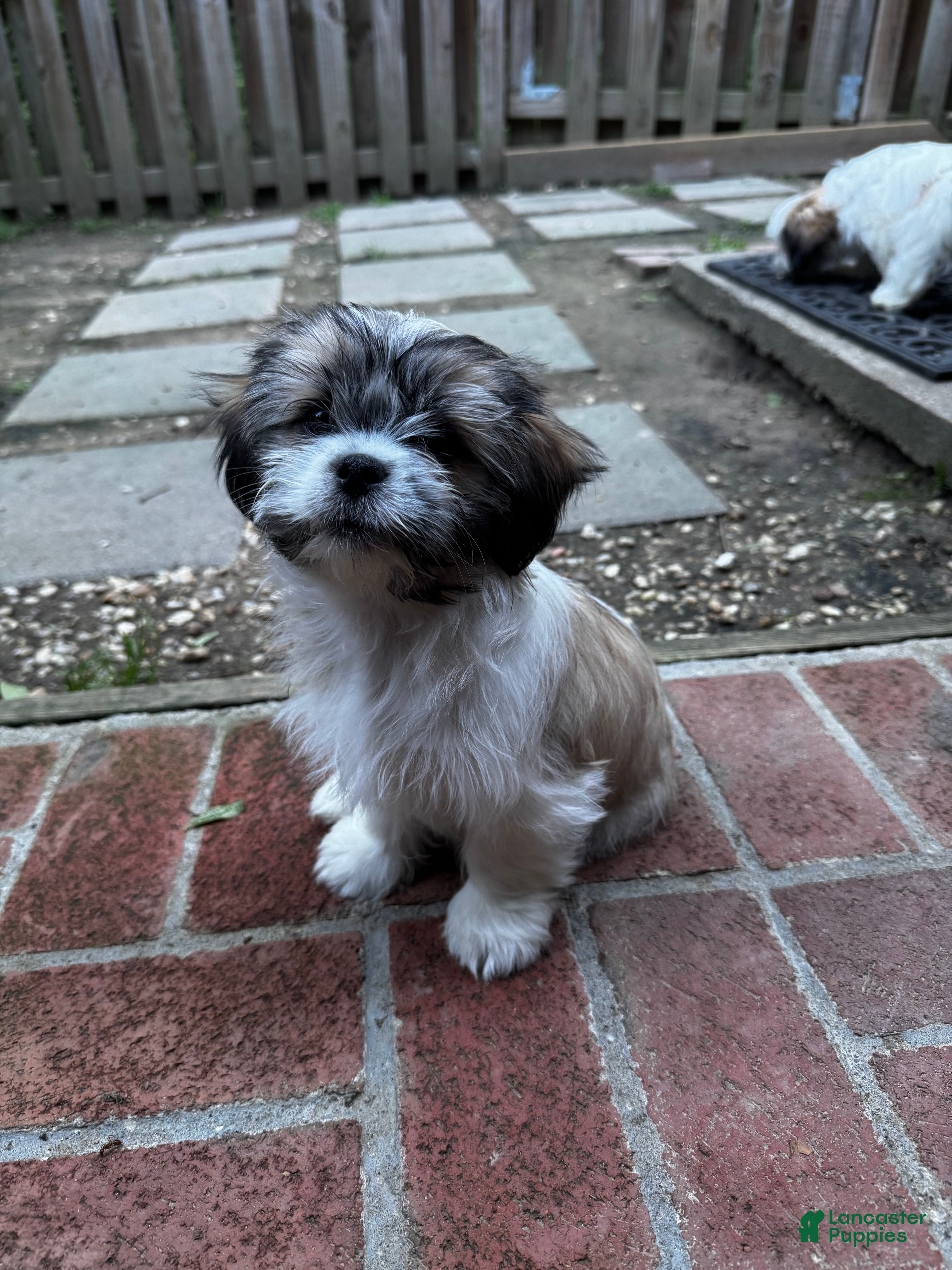 Shih Tzu dogs for sale: Margarita  - Ad 4