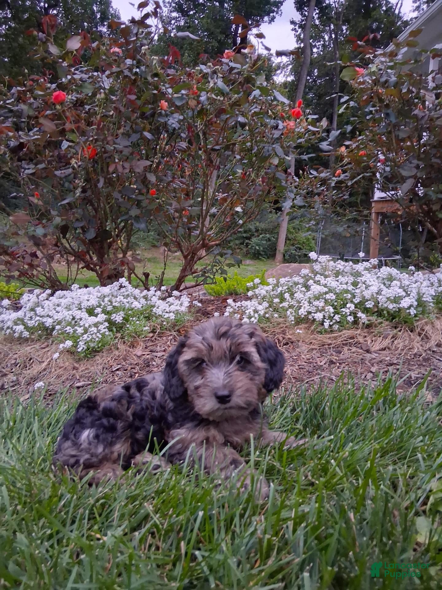Yorkiepoo dogs Misty - Ad 1