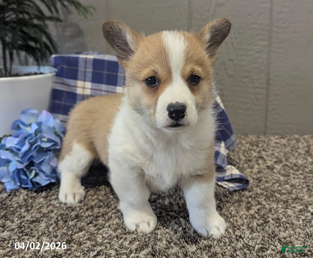 Welsh Corgi Pembroke dogs for sale: Pansy - Ad 1