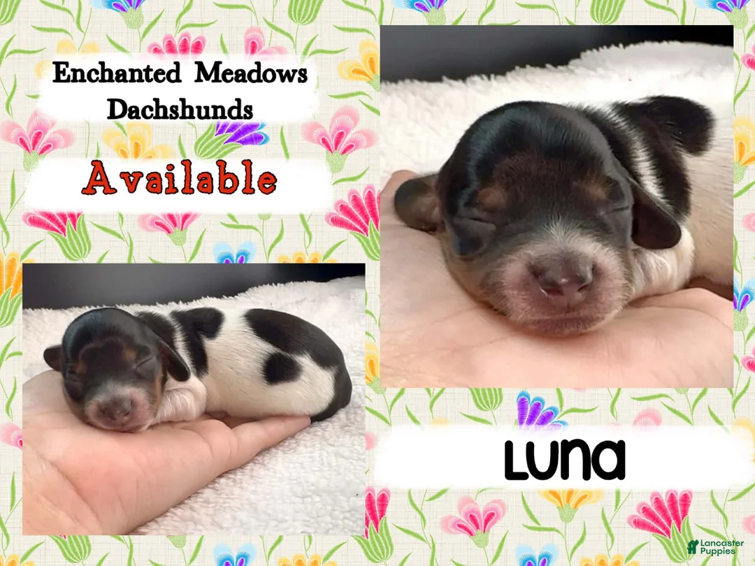 Miniature Dachshund dogs for sale: Luna - Ad 1