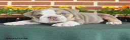 English Bulldog dogs for sale: Emilyn - Ad 4