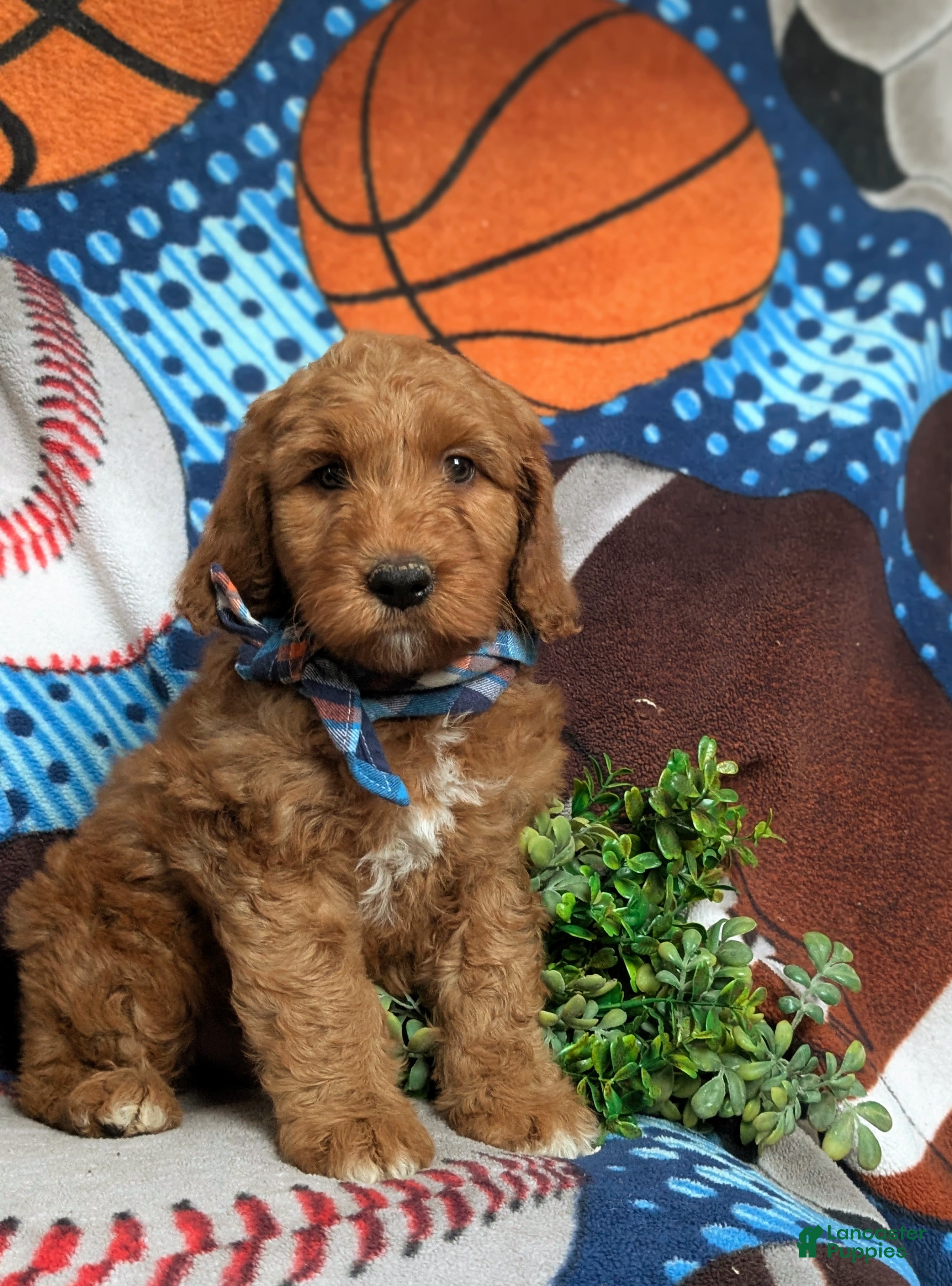 Goldendoodle dogs Farley Hypoallergenic - Ad 2