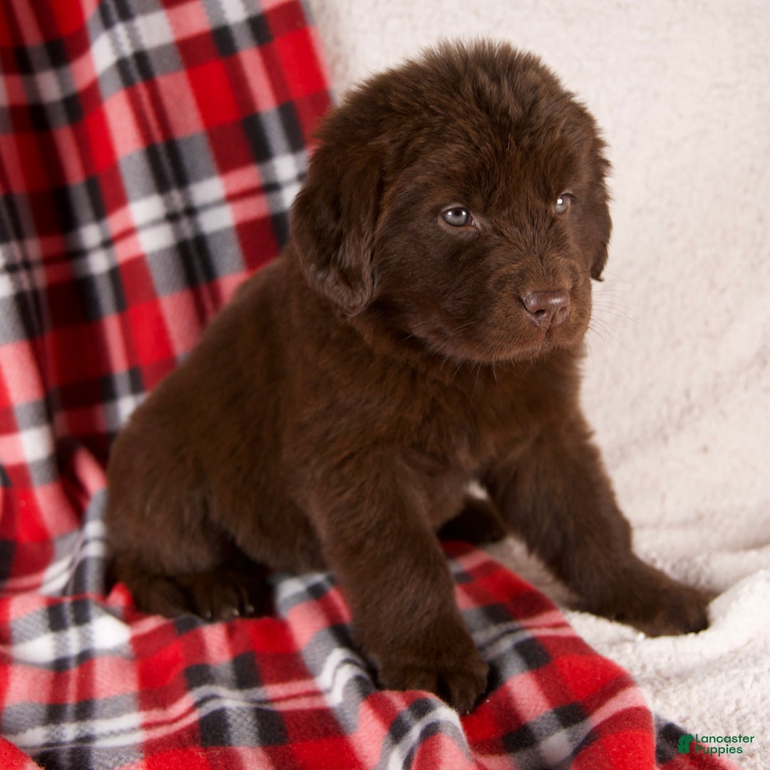 Newfoundland dogs for sale: Fiona - Ad 5