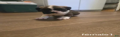 English Bulldog 4