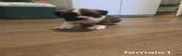English Bulldog dogs for sale: English Bulldog 4 - Ad 1
