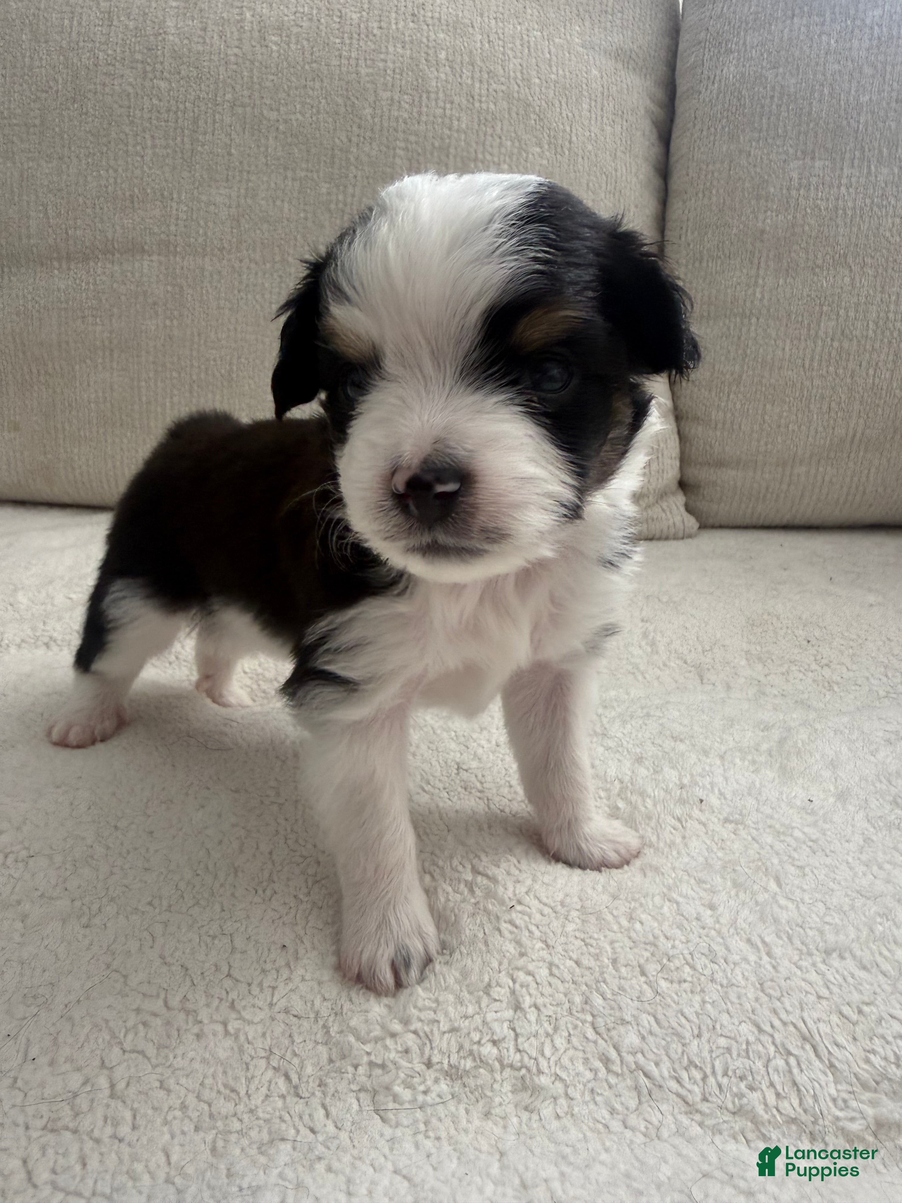Toy Australian Shepherd dogs for sale: Toy Australian Shepherd 4 - Ad 2