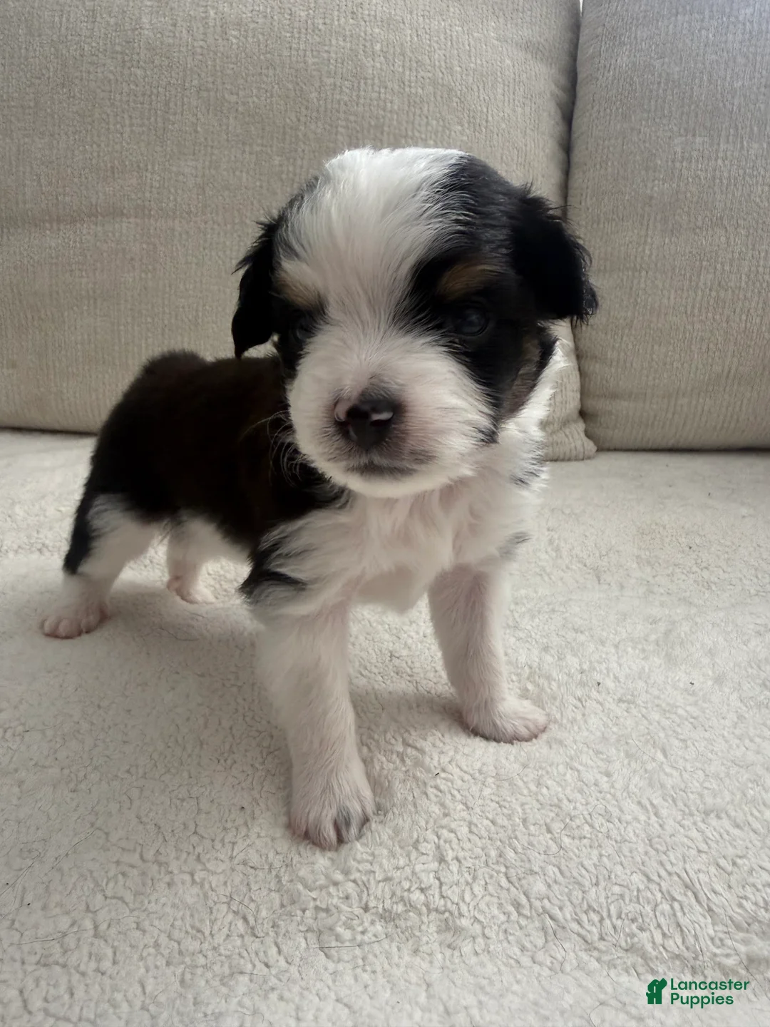 Toy Australian Shepherd dogs for sale: Toy Australian Shepherd 4 - Ad 2