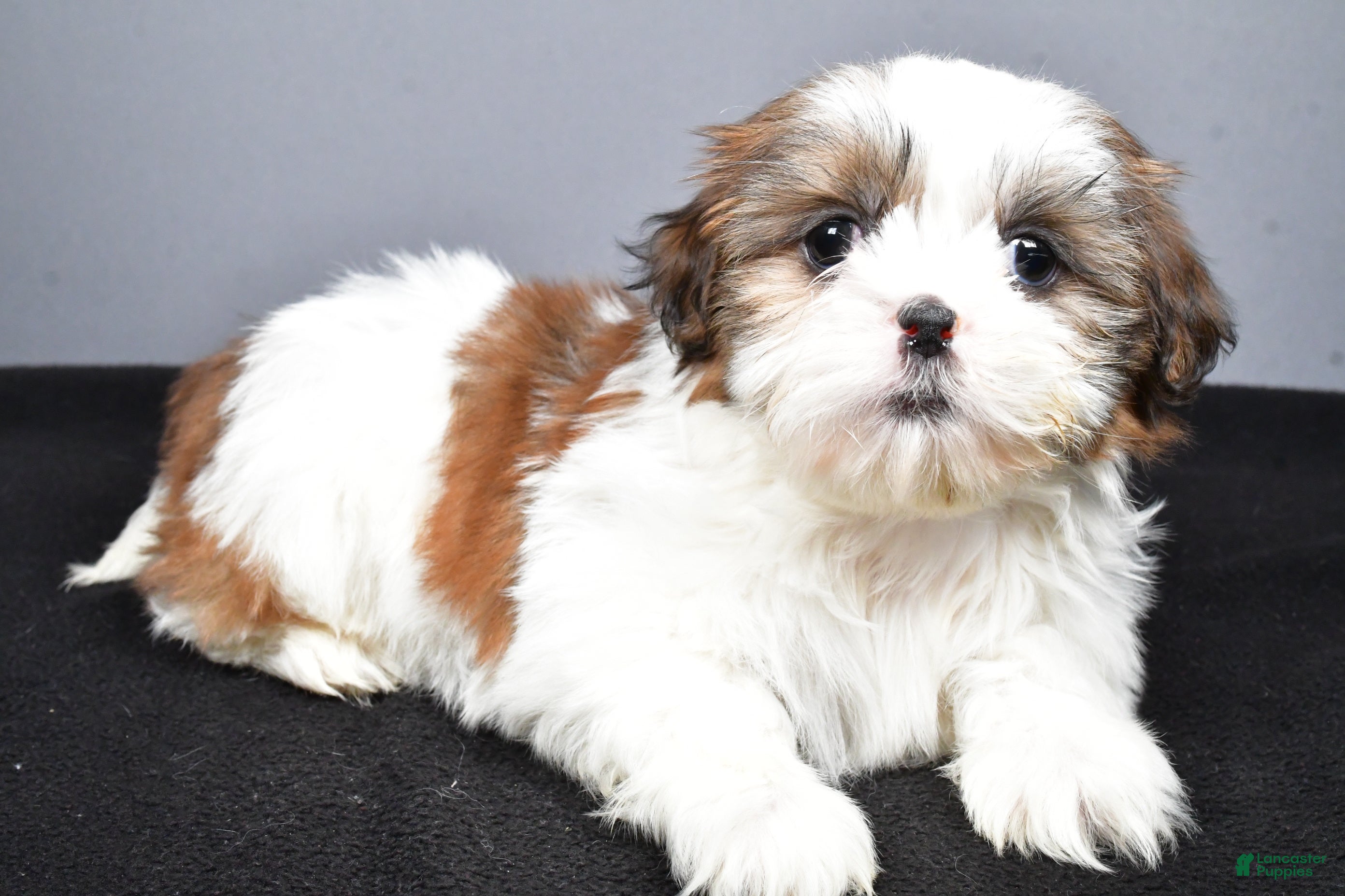 Shih Tzu dogs Gabe - Ad 2